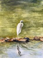 Great Snowy Egret by Nancy Winker