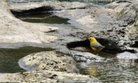 Watering Holes by Alex Pietersen