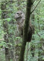 “Are you looking at me?” by Patricia Pietersen