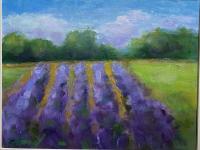 Lavender Fields by Camilla Tracy