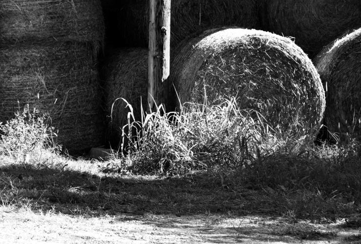 Hay Roll by Patricia Pietersen
