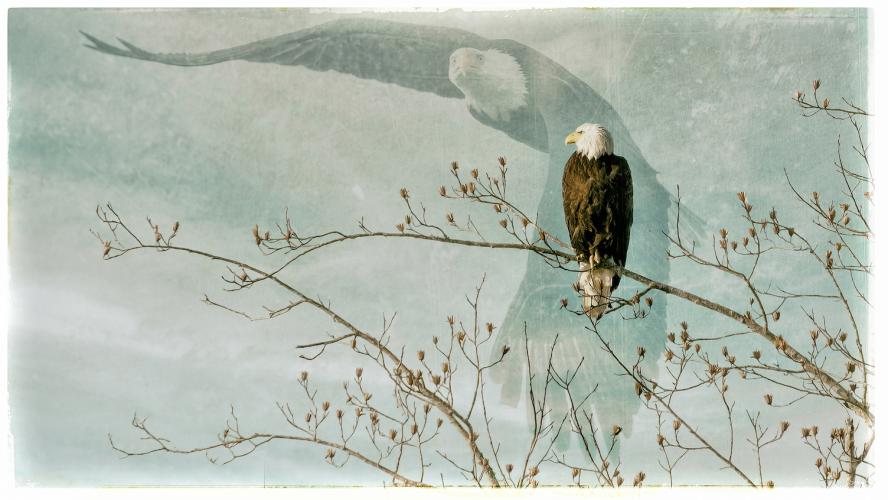 Spirit of the Eagle by Ellen Devenny