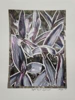 Purple Heart Spiderwort by Ethan Peeler