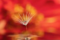 A Dandy Little Droplet-3rd Place by Stephanie Sheffield