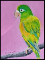 Orange Chinned Parakeet by Thomas Corwin