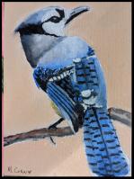 Blue Jay by Thomas Corwin